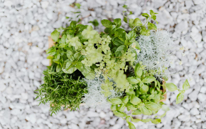Make an Herb Garden from Kitchen Recyclables